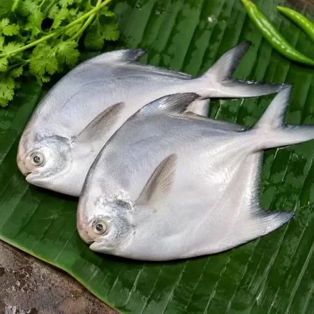 Premium Fresh Pomfret Fish (Silver Pomfret)