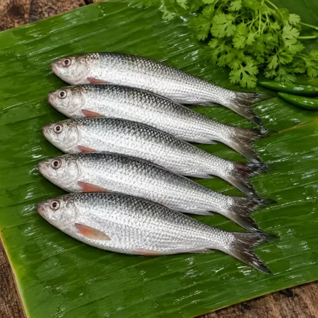 Premium Deshi Bata Fish (Fresh Bata Machh)
