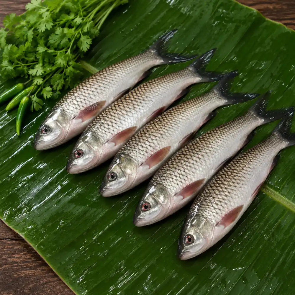 Fresh Chara Pona (Baby Rohu Fish) 1