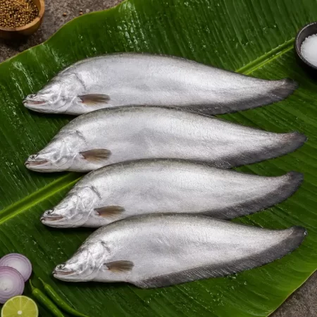chitol fish