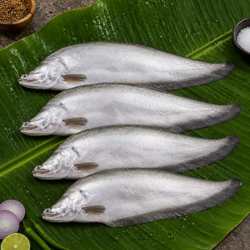 Premium Fresh Chitol Fish (Deshi Chitol Machh) 1