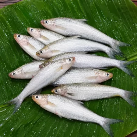 Premium Fresh Parshe Fish (Deshi Parshe Machh)