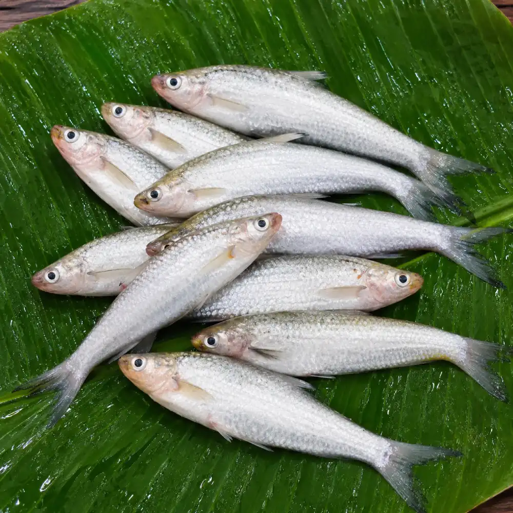 Premium Fresh Parshe Fish (Deshi Parshe Machh) 1