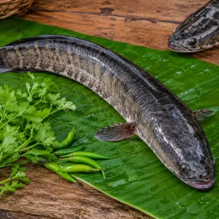 Premium Fresh Shol Fish (Desi Shol Machh)