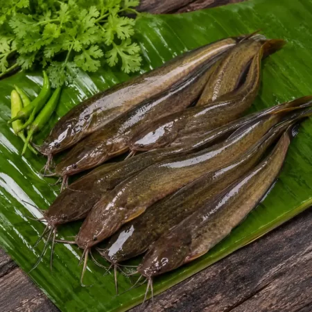 Premium Deshi Singi Fish (Fresh Singhi Machh)
