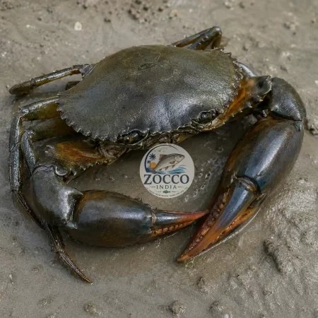 zocco crab